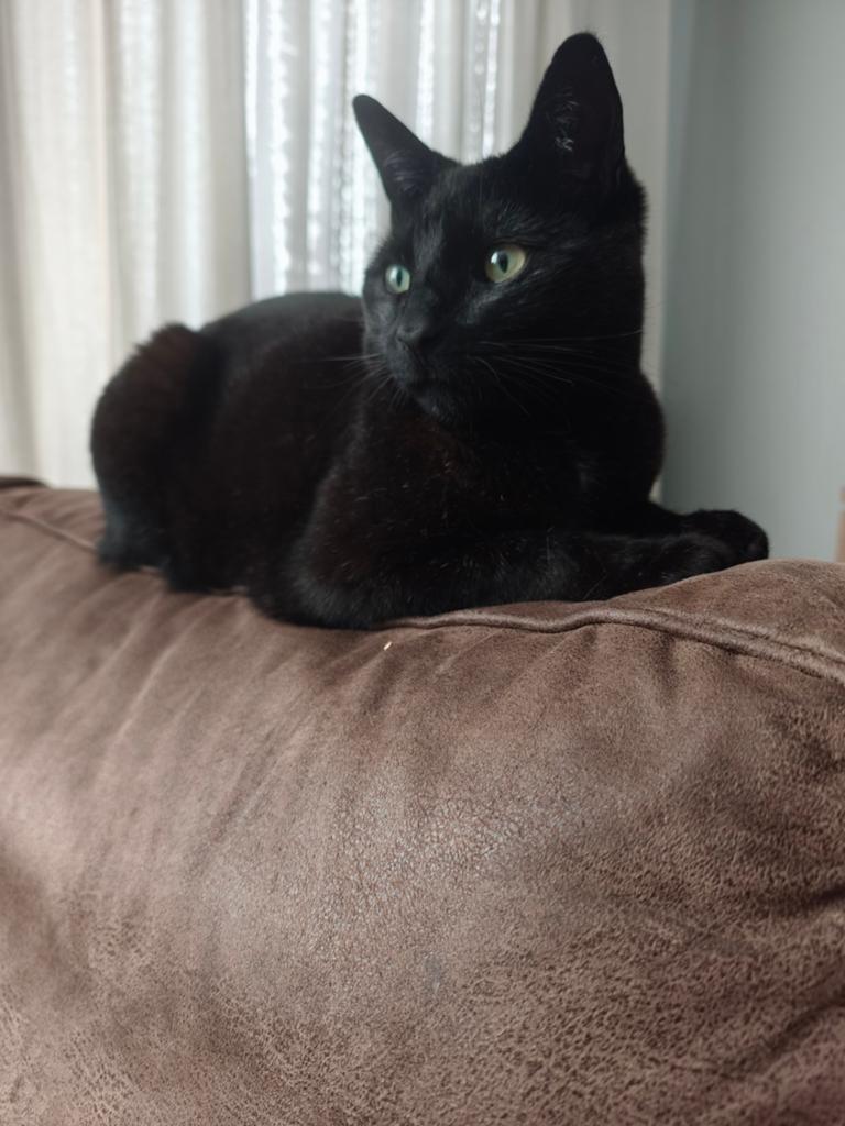 Kater Onyx, Dieren en Toebehoren, Katten en Kittens | Raskatten | Korthaar, Kater
