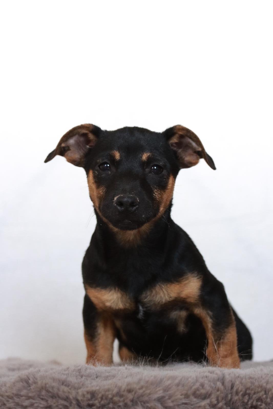 Leuke jack rusell pups / puppy s black and tan, Jack Russell Terriër, 8 tot 15 weken, Parvo, Meerdere