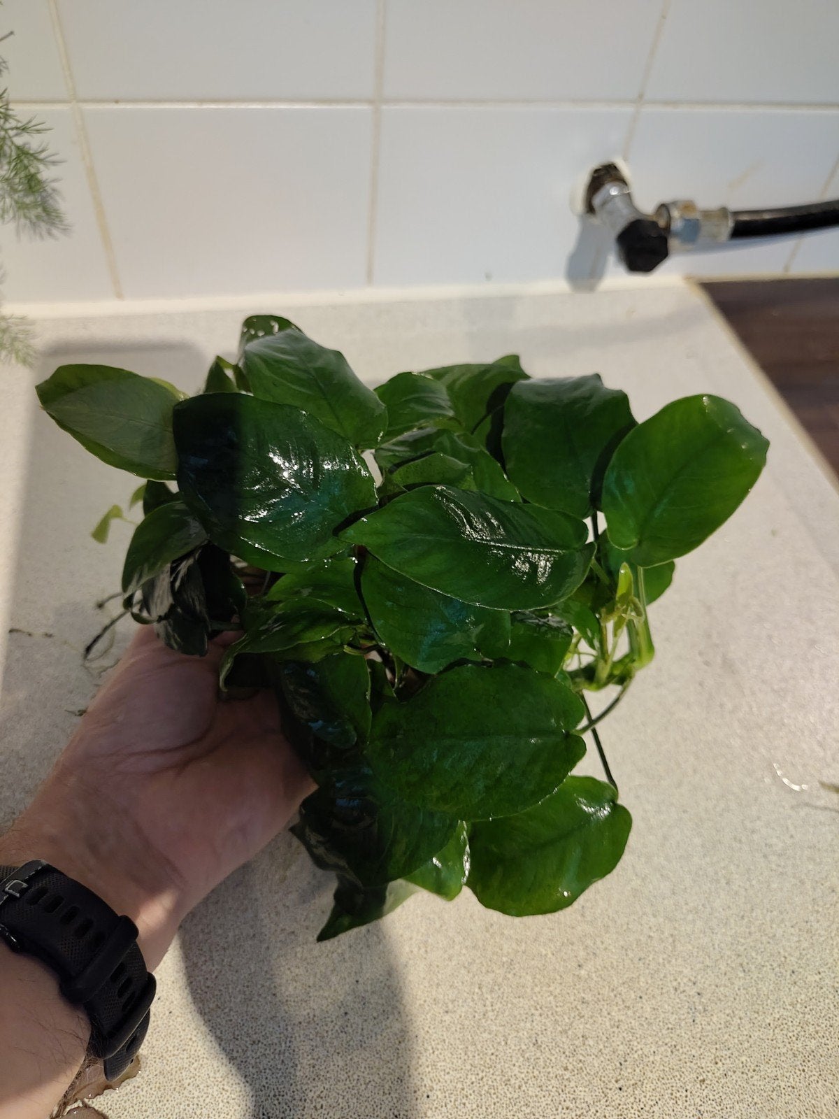 Grote bos anubias nana aquariumplant, Ophalen