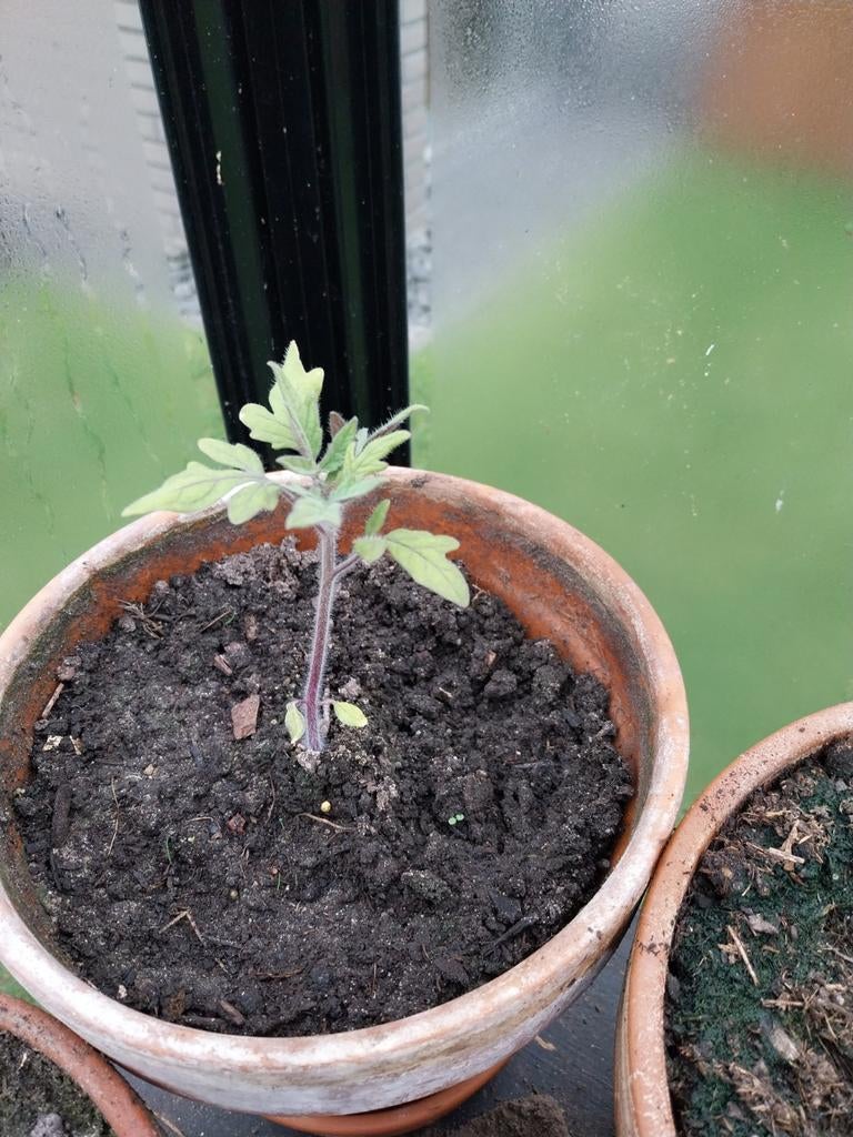 Mini tomaten planten, Ophalen, Eenjarig, Groenteplanten, Volle zon