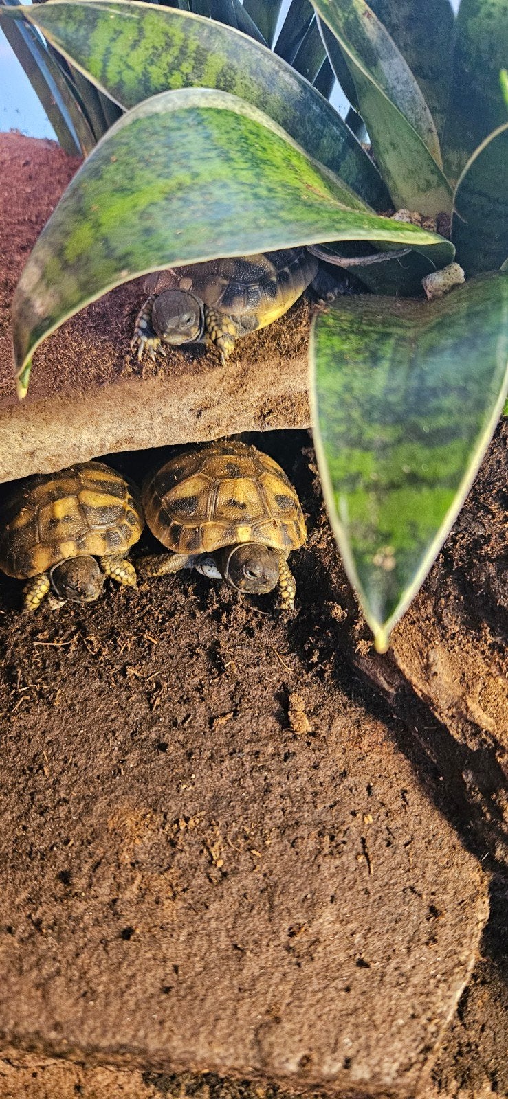 Lieve Griekse landschildpadden nakweek 2026, Schildpad, Tam, 0 tot 2 jaar