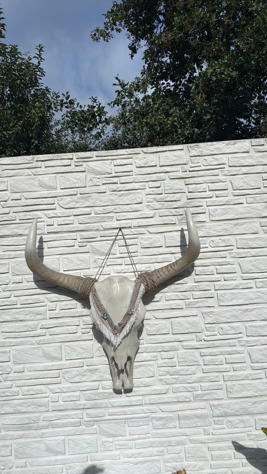 Schedel buffel, Ophalen of Verzenden