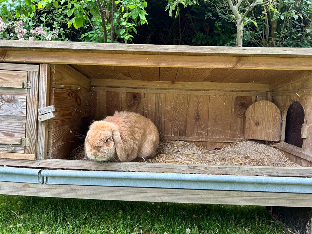 Konijnenhok met ren, Dieren en Toebehoren, Knaagdieren en Konijnen | Hokken en Kooien, Konijn, Hok, Ophalen, Minder dan 60 cm