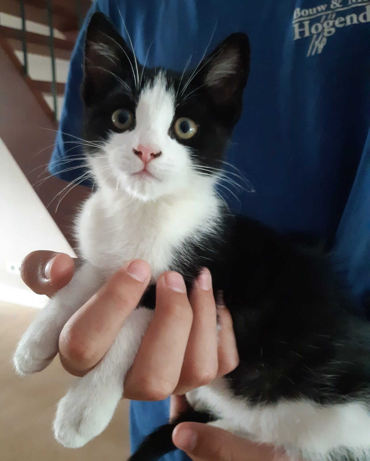Kitten /Poes te koop, Poes, Ontwormd, 0 tot 2 jaar