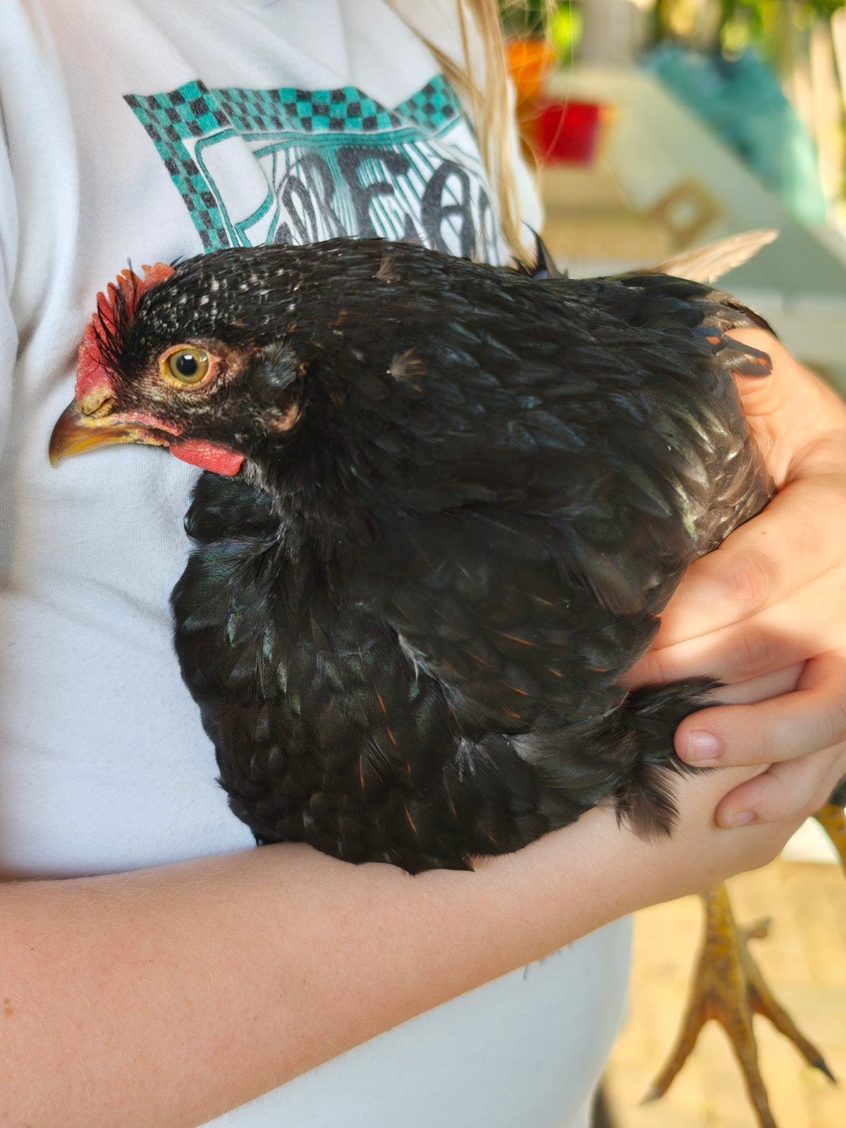 Barnevelder haan groot goud dubbel gezoomd, Dieren en Toebehoren, Mannelijk, Kip