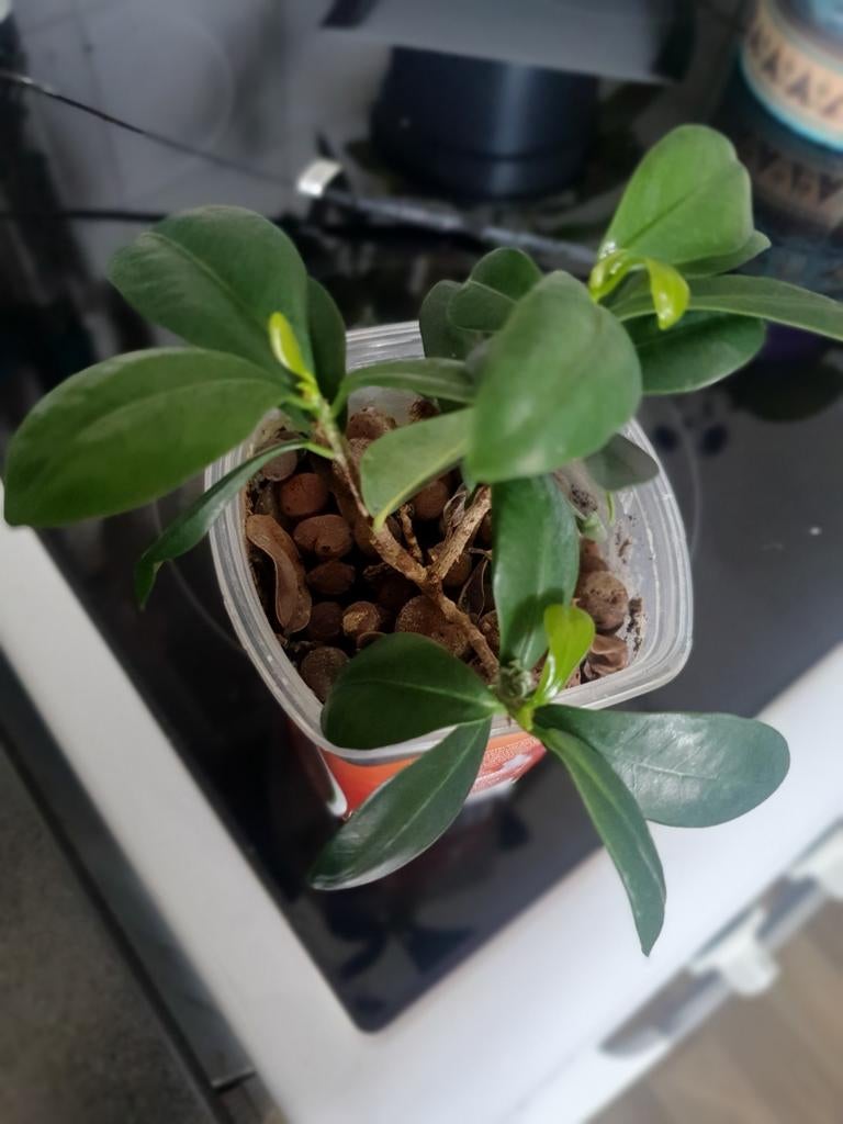 Kleine Ficus plant, groeit goed., Ficus, In pot, Minder dan 100 cm, Groene kamerplant