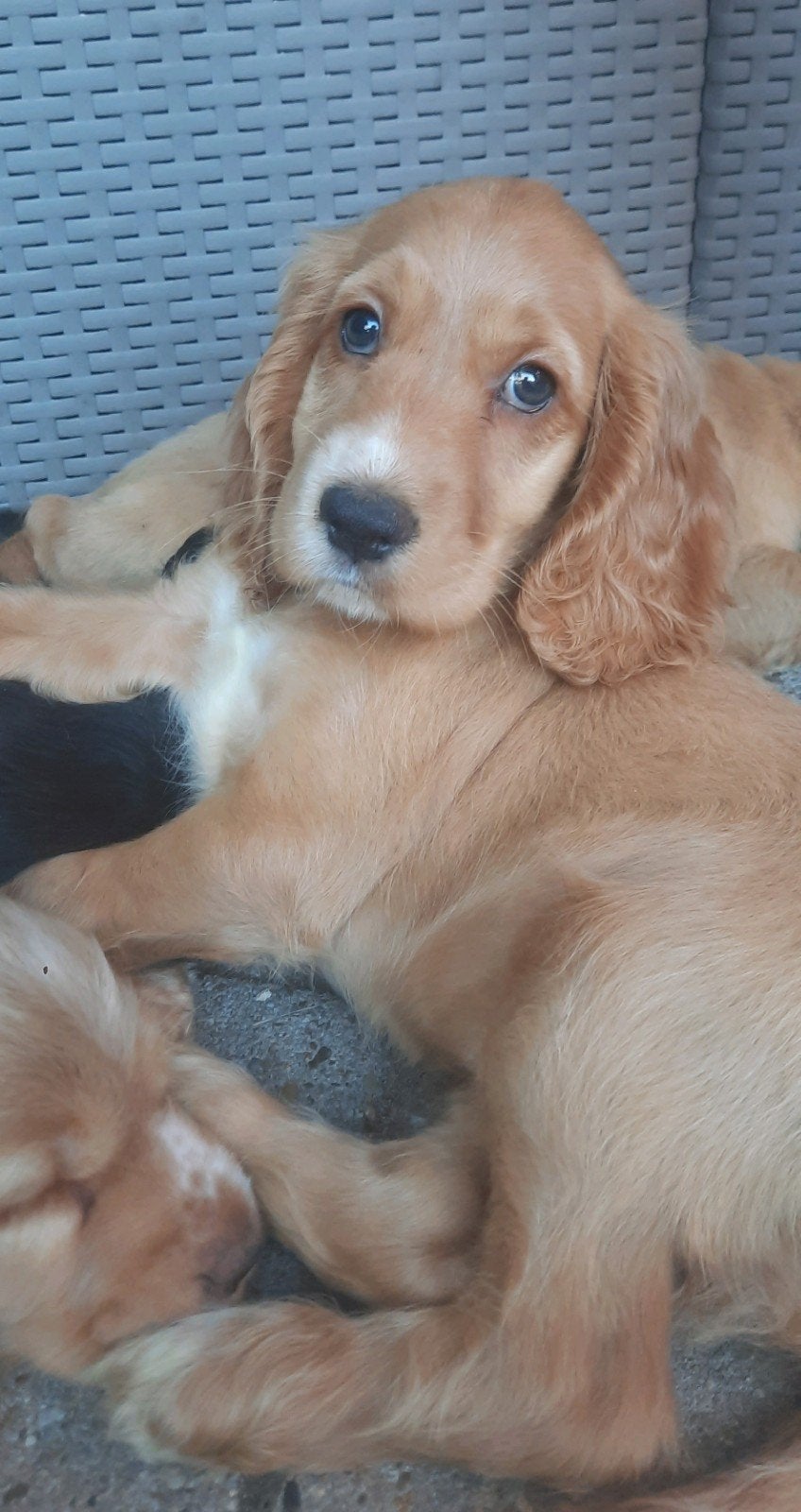 Cocker Spaniel pups, 8 tot 15 weken, Meerdere, Meerdere dieren, Nederland