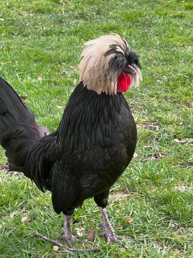 Zeldzame PADUHA  kuif/baard hoenders BROEDEITJES/KUIKENTJES, Dieren en Toebehoren, Pluimvee, Vrouwelijk, Kip