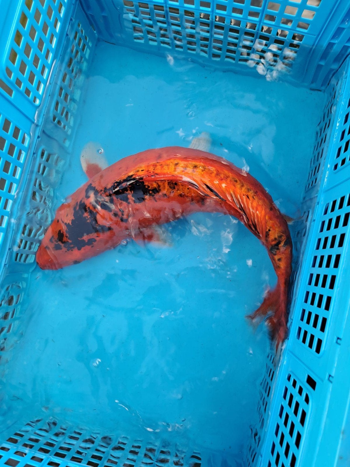 hi utsuri 55cm, Dieren en Toebehoren, Vissen | Vijvervissen, Karper of Koi