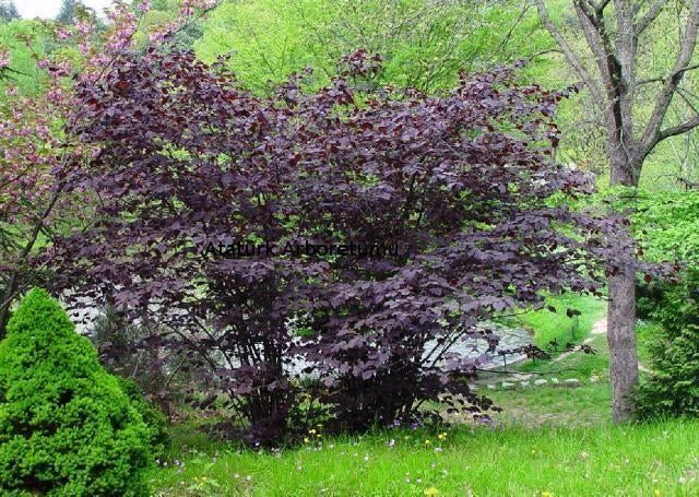 Hazelaar rood of groen in pot, Tuin en Terras, Planten | Bomen, Winter, Halfschaduw, Overige soorten, Minder dan 100 cm