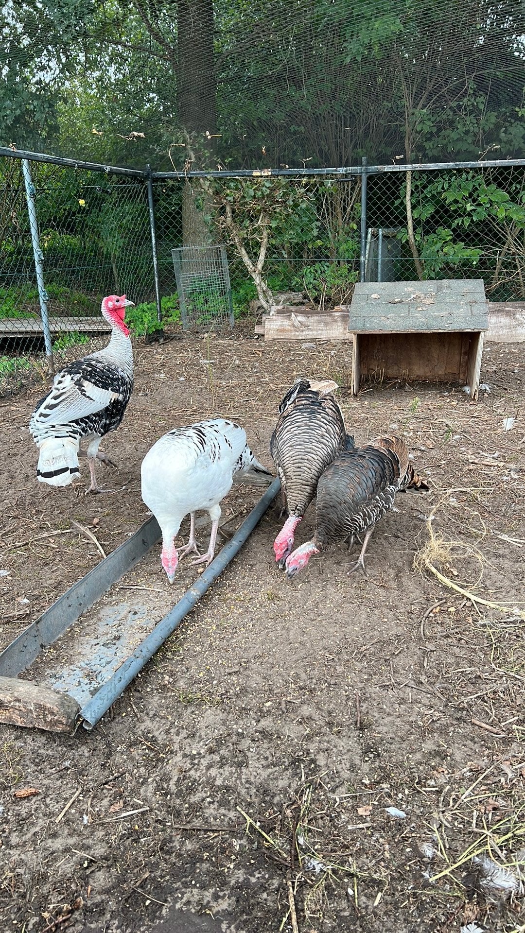 Kalkoenen te koop, Dieren en Toebehoren, Meerdere dieren, Kalkoen
