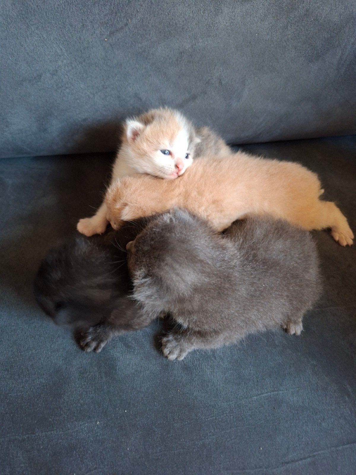ontzettend mooie kittens., Dieren en Toebehoren, Meerdere dieren, Langharig, 0 tot 2 jaar