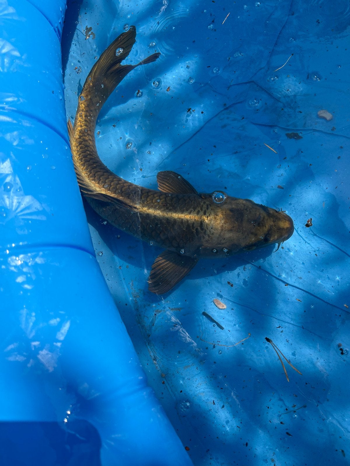 Karper, Dieren en Toebehoren, Karper of Koi