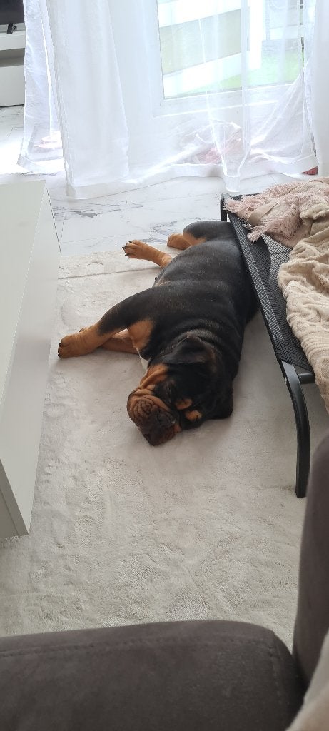 Eneglse bulldog, Dieren en Toebehoren, Teef, Parvo, Bulldog, Eén hond