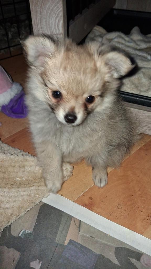 Lief pomchi 3mnd zoekt goed tehuis, Dieren en Toebehoren, Honden | Chihuahua's en Gezelschapshonden, Overige rassen, 8 tot 15 weken