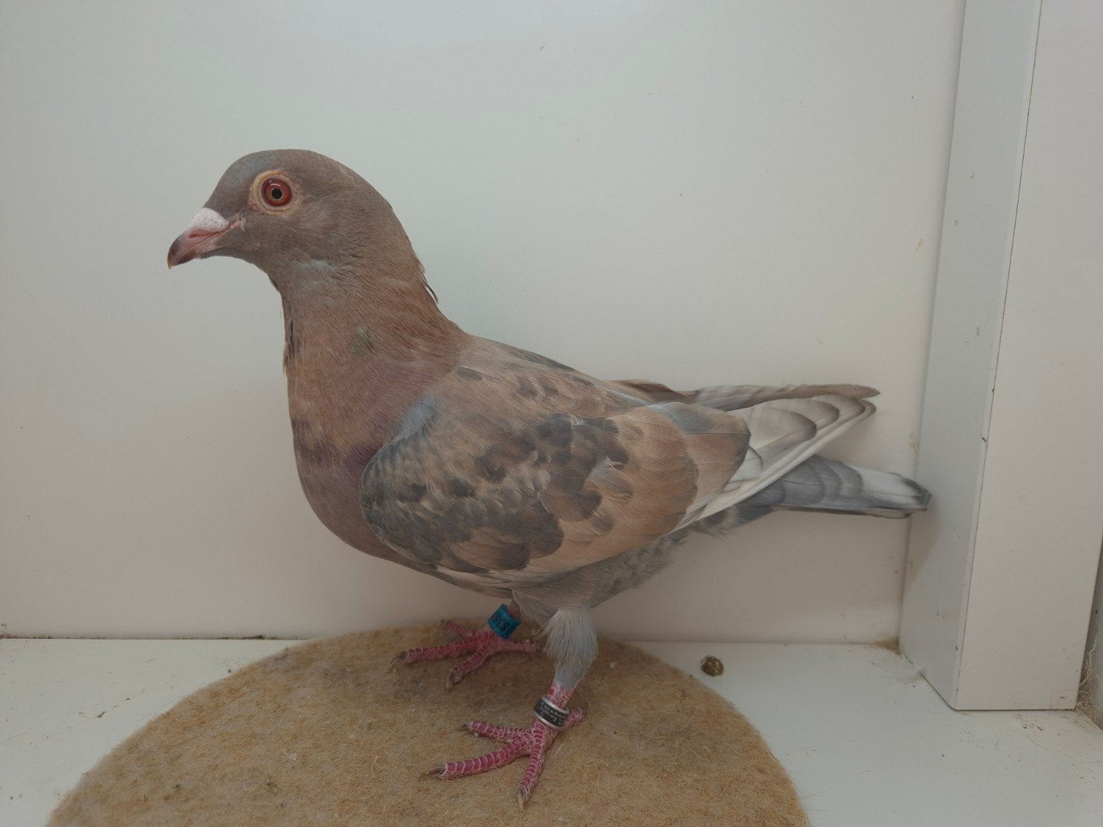 Kleurpostduif kleurpostduiven, Dieren en Toebehoren, Vogels | Duiven, Mannelijk, Postduif