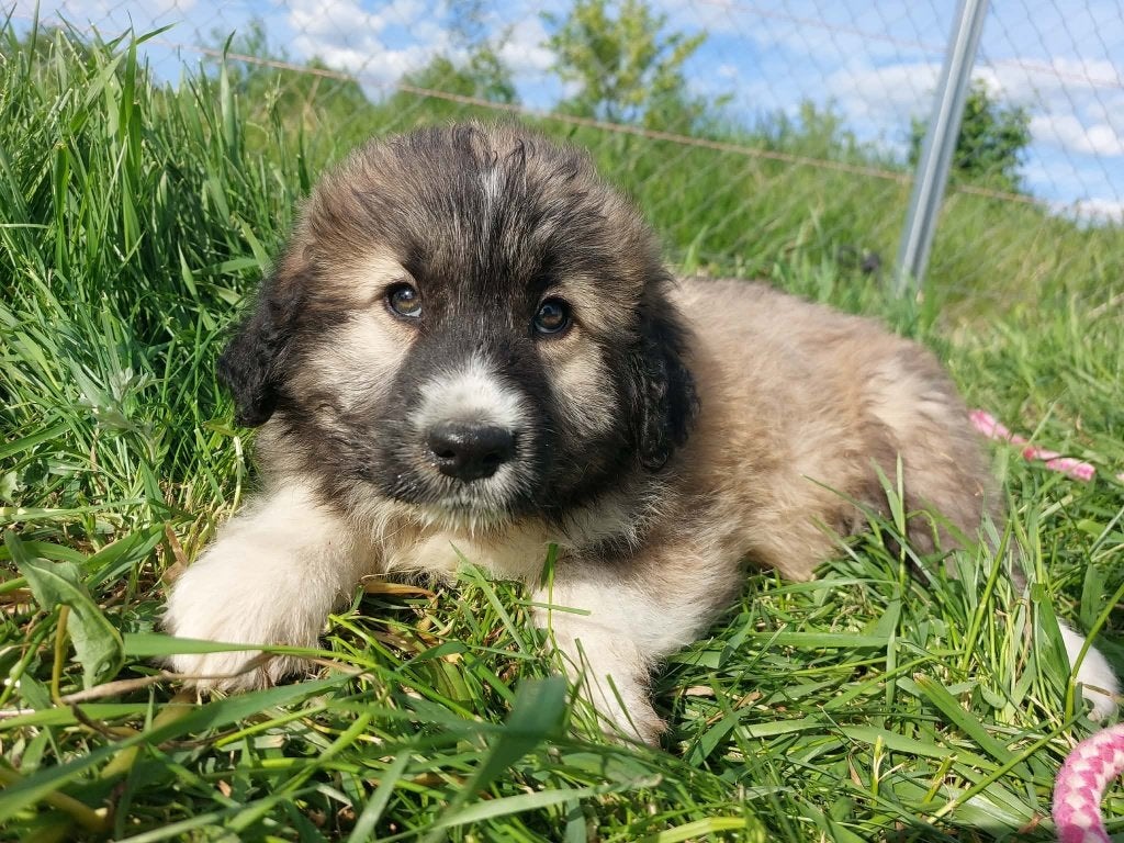 VRIENDELIJKE MENSGERICHTE PUPS ZOEKEN EEN THUIS, MIDDELMAAT, Dieren en Toebehoren, Honden | Niet-rashonden, Particulier, 15 weken tot 1 jaar