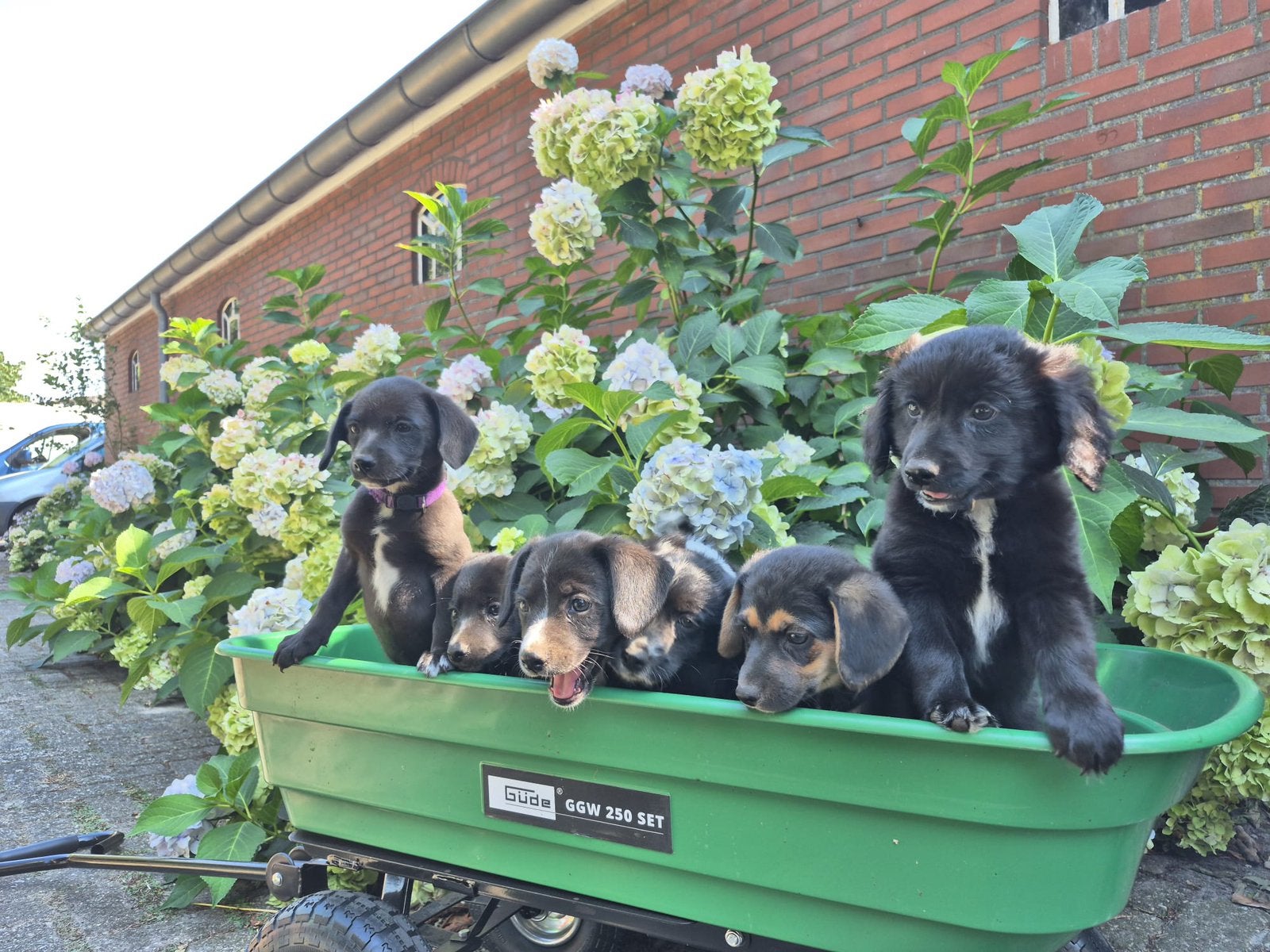 Puppy’s Boerenfox, Dieren en Toebehoren, Honden | Niet-rashonden, Parvo, Reu, 8 tot 15 weken, Meerdere