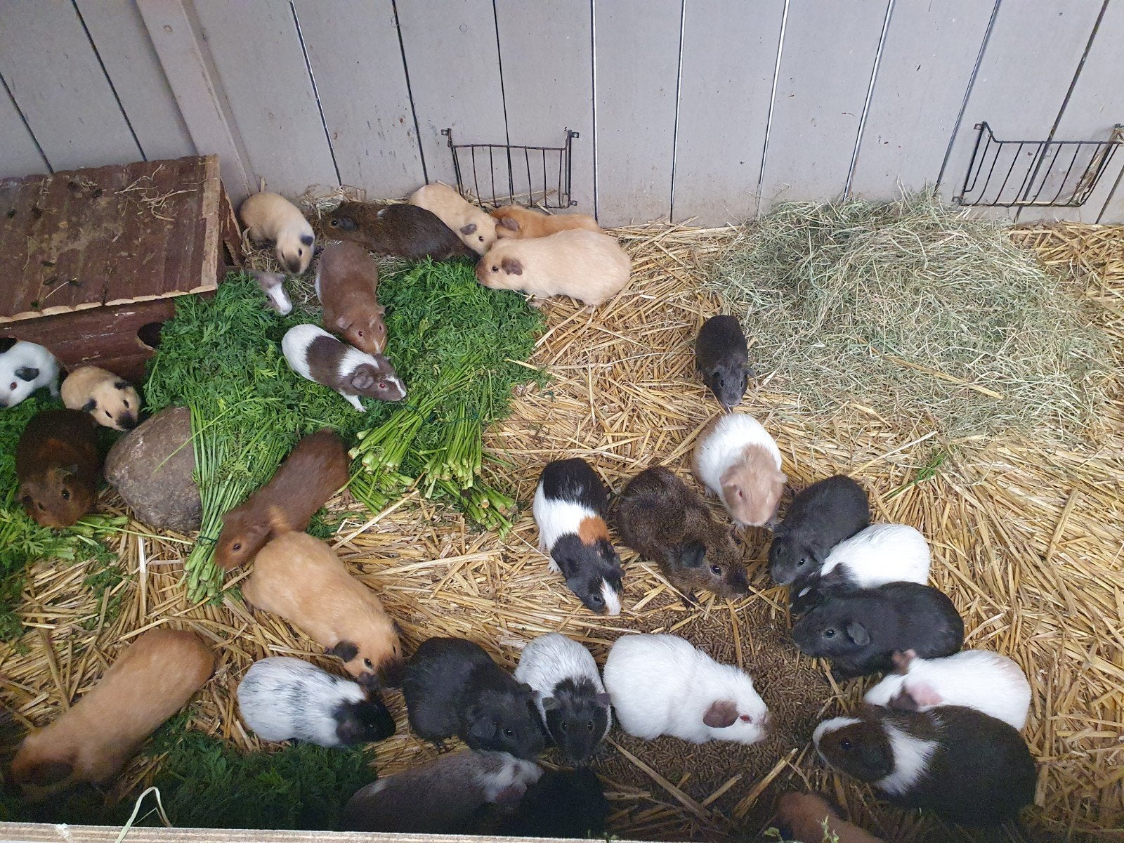 Op zoek naar een cavia roedel, Dieren en Toebehoren, Januari, Mannelijk, Cavia