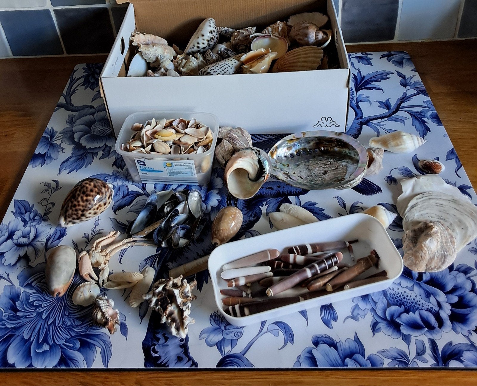 Grote collectie diverse schelpen en zeeschelpen, Ophalen, Zo goed als nieuw