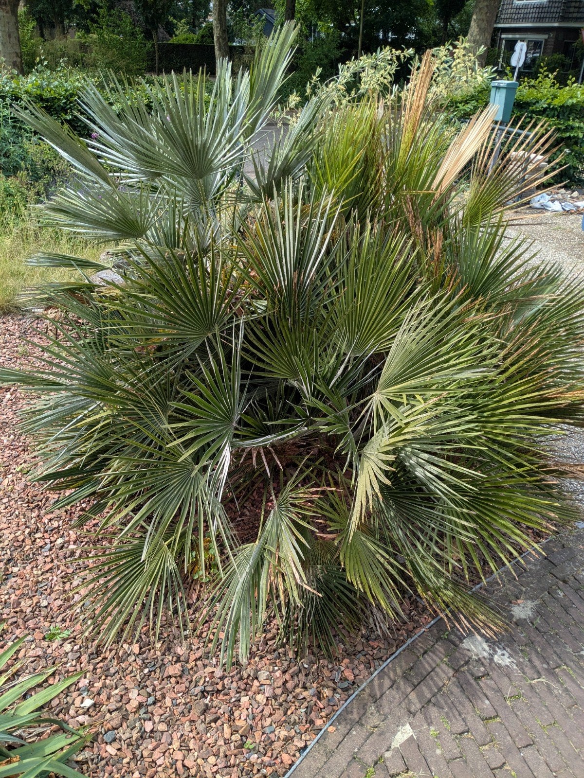 Winterharde Dwergpalm (Chamaerops humilis), Ophalen, Bloeit niet, Overige soorten, Volle zon