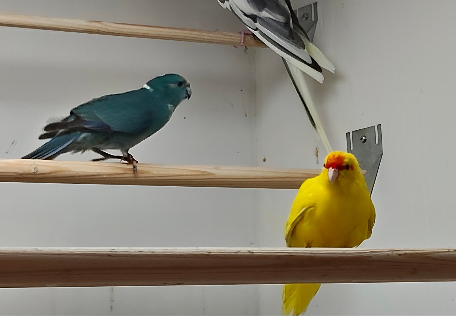kakariki, Vrouwelijk, Parkiet, Geringd