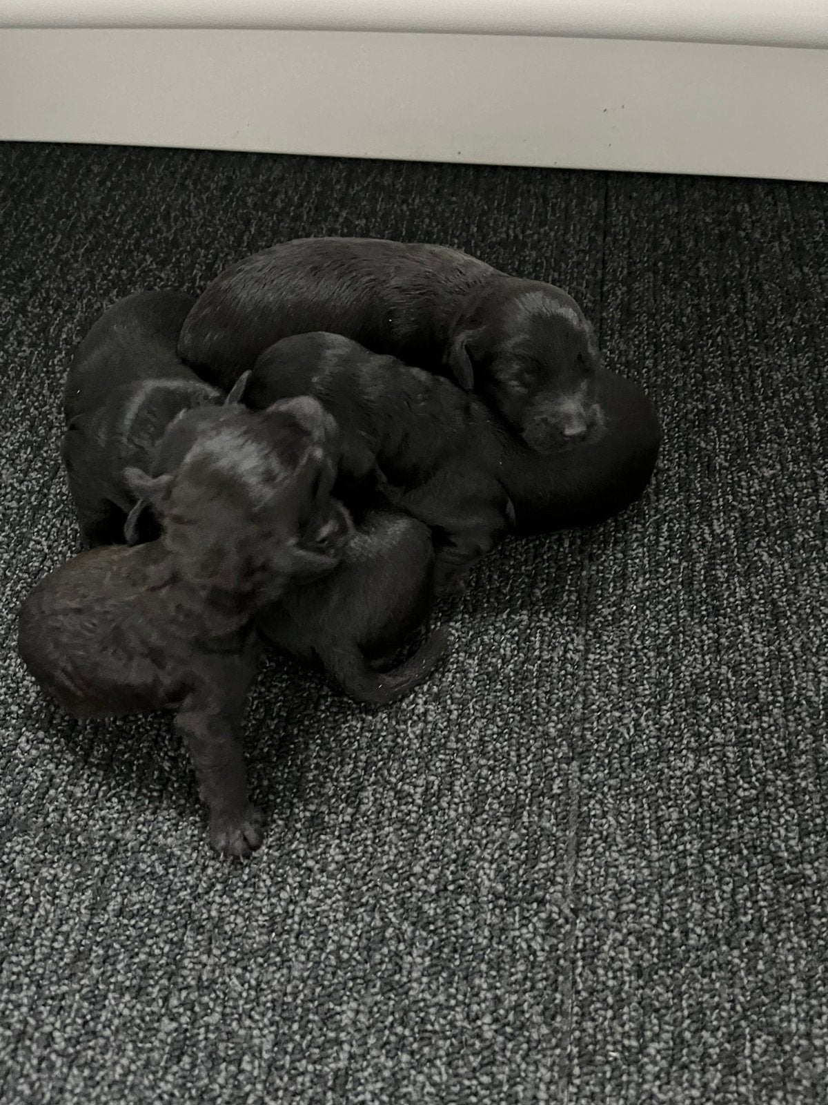 Labradoodle mini, Parvo, Overige rassen, 8 tot 15 weken, Meerdere