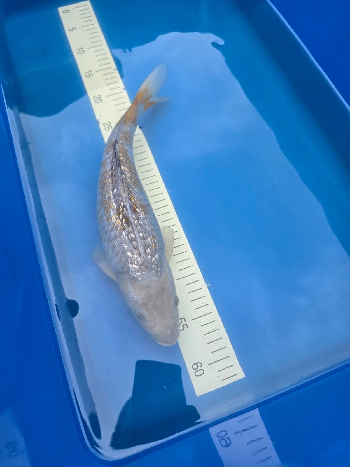 Ginrin Ochiba Yamaju, Dieren en Toebehoren, Karper of Koi