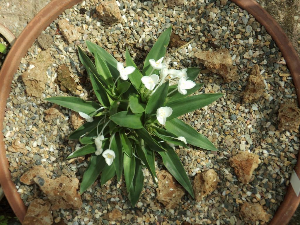Weldenia Candida, Vaste plant, Halfschaduw, Lente, Ophalen