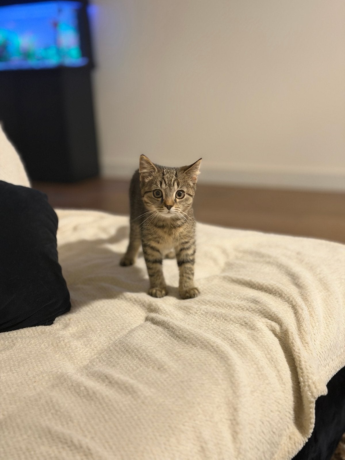 Kittens te koop – op zoek naar een liefdevol thuis, Dieren en Toebehoren
