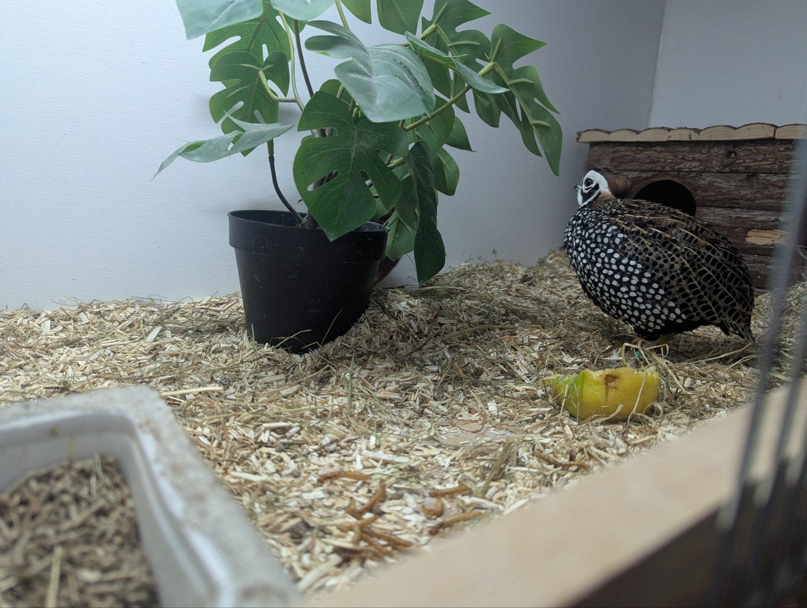 montezuma kwartel, Dieren en Toebehoren, Meerdere dieren, Overige soorten