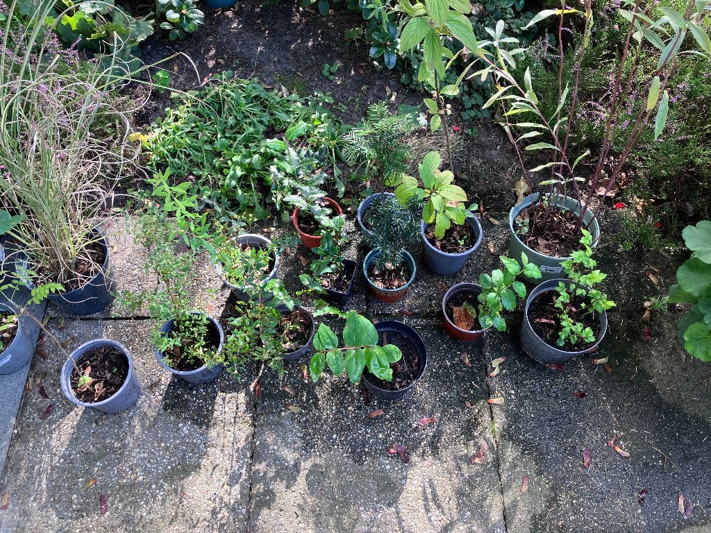 35 stekjes en 2 Fuchsia's zoeken nieuwe baas, Ophalen, Vaste plant, Overige soorten, Volle zon