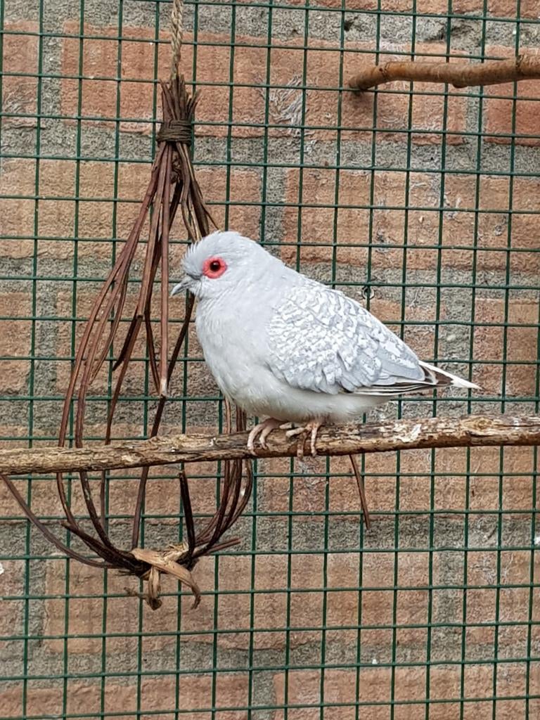 Diamantduifje man
Grijs witstuit, Dieren en Toebehoren, Vogels | Overige Vogels, Mannelijk