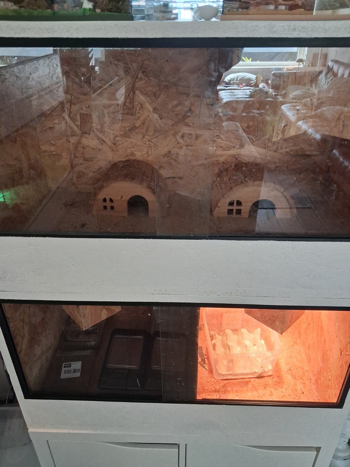 Hele baardagaam hobby te koop ( GOED LEZEN ) Bearded Dragon photo 9