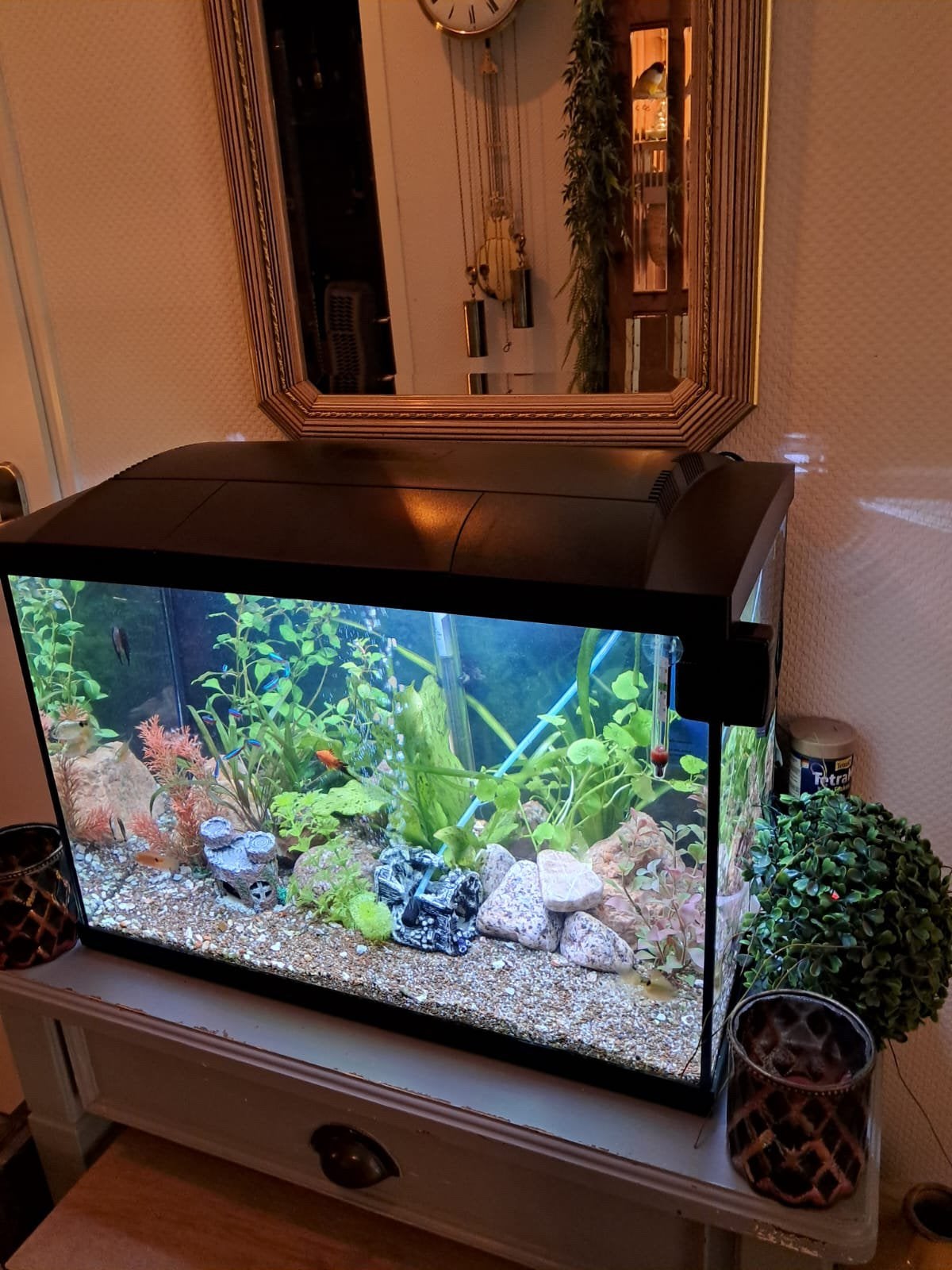 Aguarium, Ophalen, Gebruikt, Plant(en), Steen of Hout