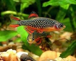 Microrasbora sp. Galaxy - Koidream Valburg, Vis, Zoetwatervis
