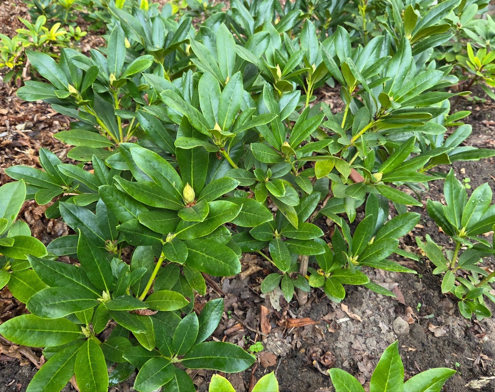 rhododendrons, Tuin en Terras, Ophalen, Lente, Overige soorten, Halfschaduw