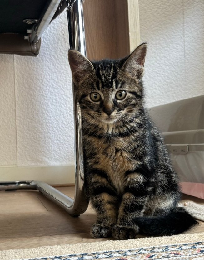 lieve speelse kittens, Kater, Ontwormd, 0 tot 2 jaar
