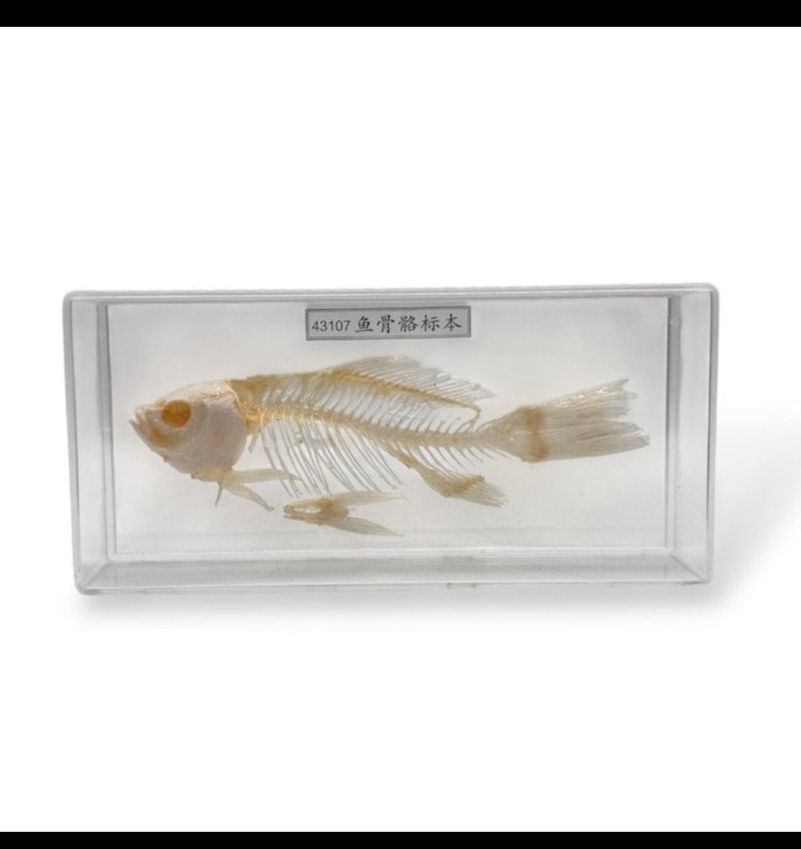 Vissen skelet in plastic box, Educatief model, Ophalen of Verzenden, Zo goed als nieuw, Overige soorten, Opgezet dier