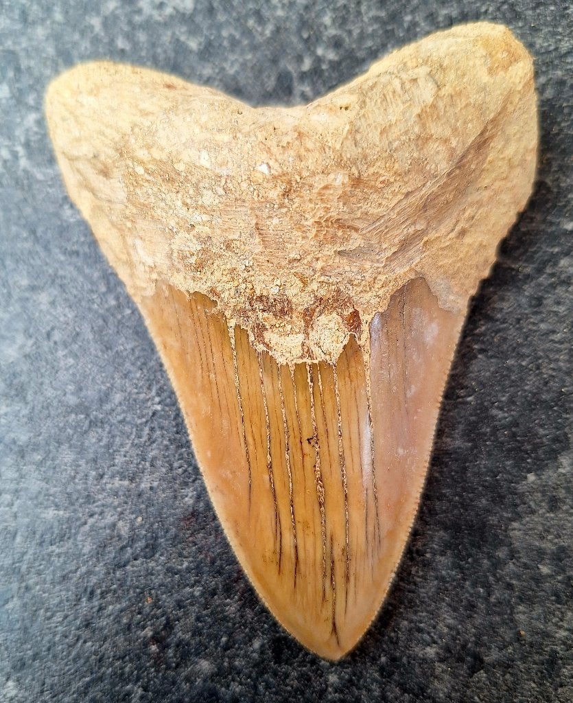 megalodon tand indonesie		9.5x7.1x2.4cm, Ophalen of Verzenden, Fossiel