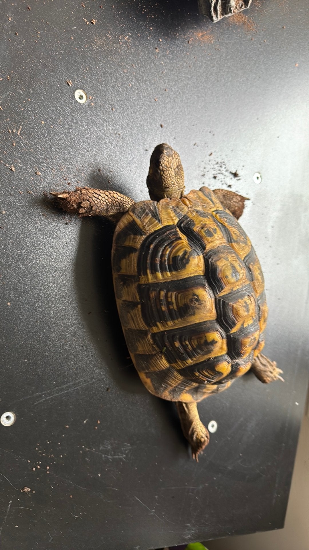 Testudo Herm. Hermanni vlw vrouw Tortoise photo 7