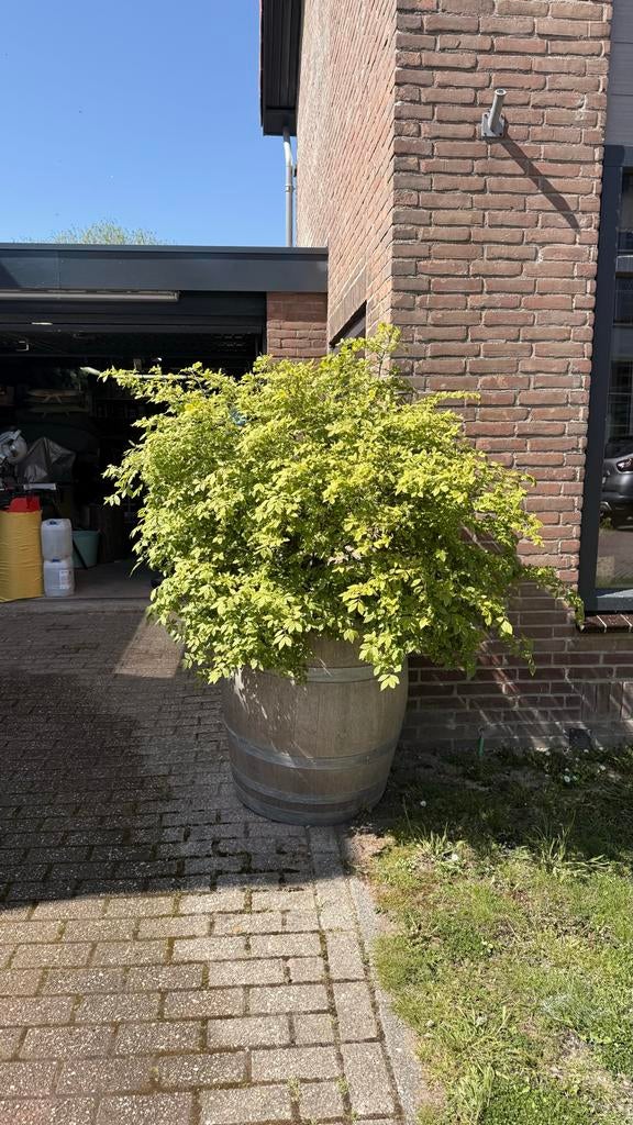 Eiken Biervat met Kardinaalplant - Unieke Tuindecoratie, Ophalen, Gebruikt, Rond, 60 tot 100 cm