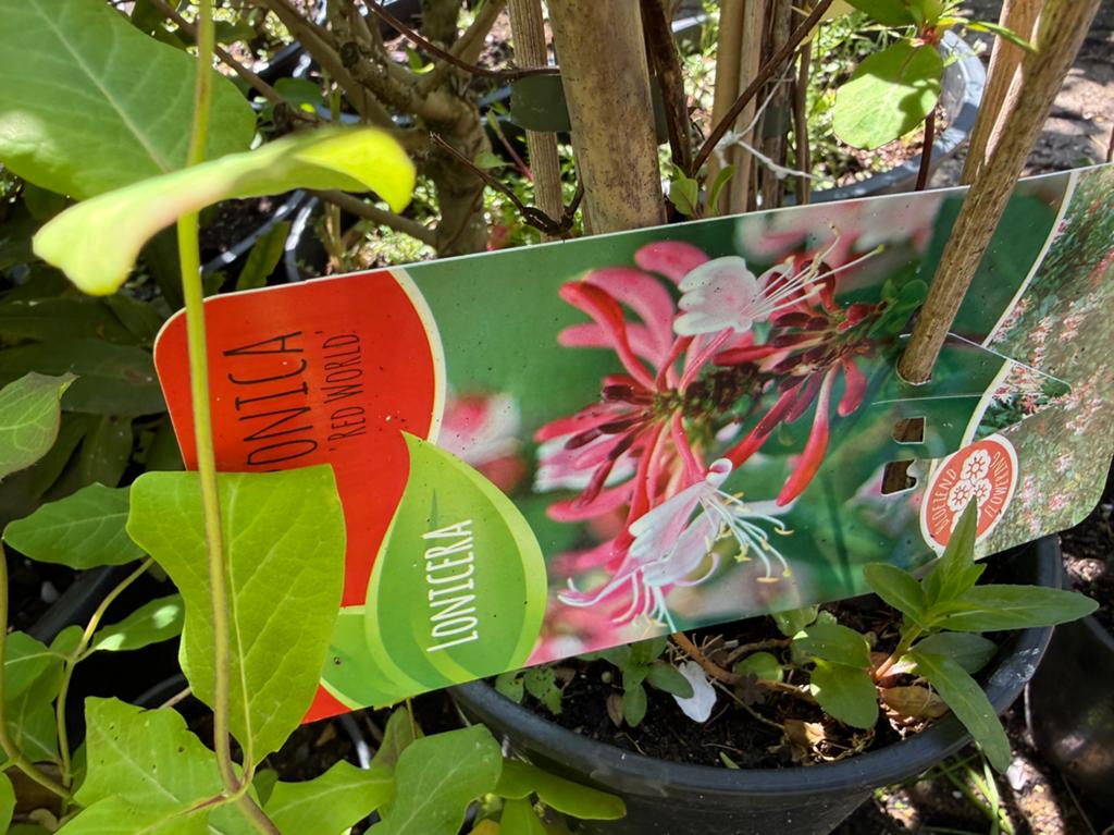 Grootbloemige clematis en kamperfoelie div soorten langestok, Tuin en Terras, Ophalen, Volle zon, Vaste plant, Klimplanten