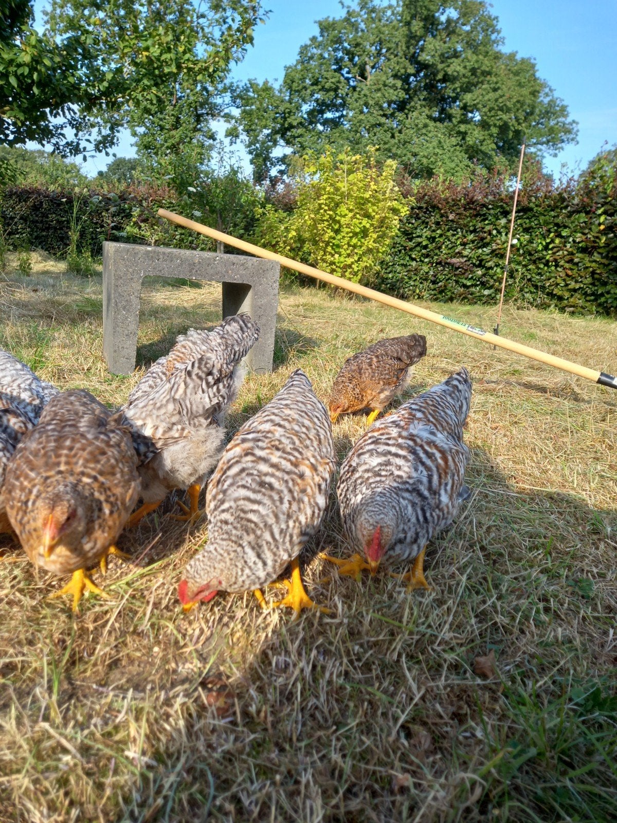 Bielefelder hanen 3 maand oud. Gratis afhalen., Mannelijk, Kip