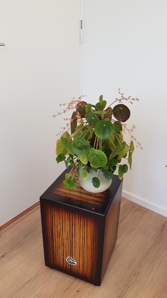 Grote pannekoekplant + stekjes, Huis en Inrichting, Kamerplanten, Ophalen of Verzenden, Halfschaduw, Minder dan 100 cm