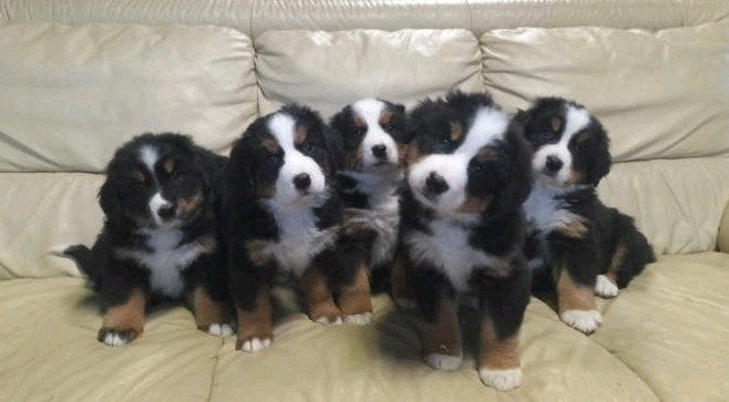 Mooie Berner Sennen pups zuiver ras, Overige rassen, CDV (hondenziekte), 8 tot 15 weken, Meerdere