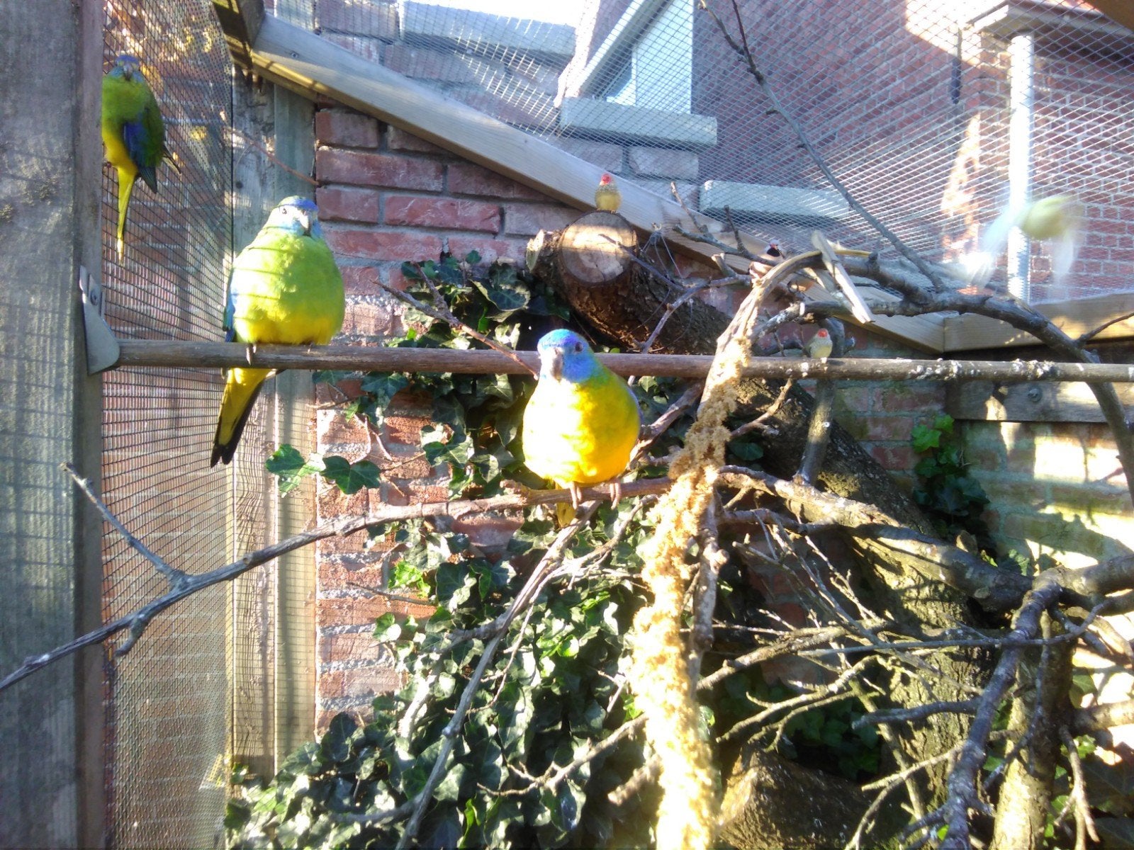 turquoisine parkieten, Dieren en Toebehoren, Meerdere dieren