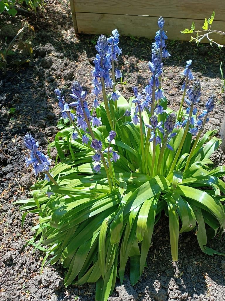 Bos- of Spaanse hyacint, Volle zon, Vaste plant, Lente, Ophalen