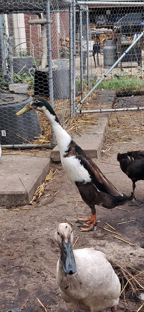 Twee knappe raszuivere loopeend woerden, Dieren en Toebehoren, Pluimvee, Mannelijk, Eend