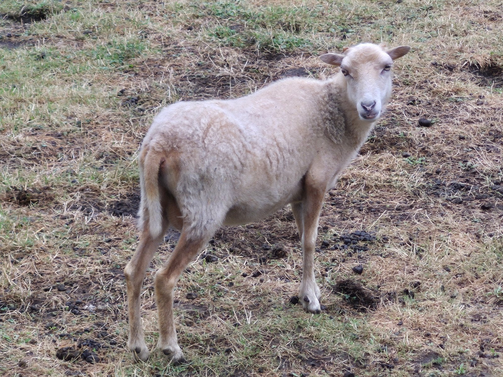 Ouessant ooi zwart en een witte te koop, Dieren en Toebehoren, Vrouwelijk, Schaap, 0 tot 2 jaar